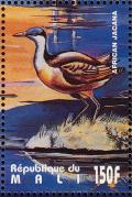 Colnect-2376-031-African-Jacana-Actophilornis-africana.jpg