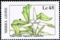 Colnect-4178-956-Flower-Angraecum-sesquipedale.jpg