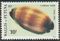 Colnect-897-408-Chocolate-Banded-Cowrie-Cypraea-talpa.jpg