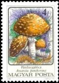 Colnect-941-835-Amanita-pantherina.jpg