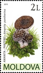 Colnect-730-664-Amanita-pantherina.jpg