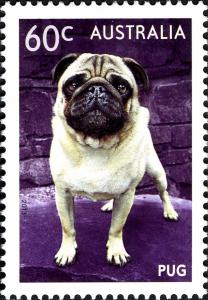 Colnect-1916-965-Pug-Canis-lupus-familiaris.jpg