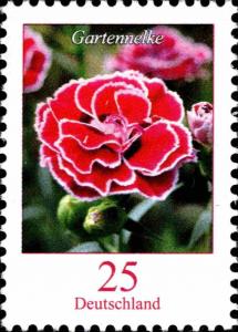 Colnect-5197-193-Dianthus---Carnation.jpg