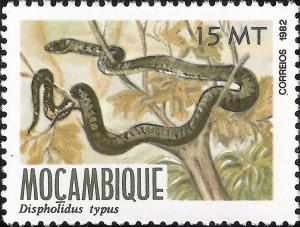 Colnect-1117-098-Boomslang-Dispholidus-typus.jpg