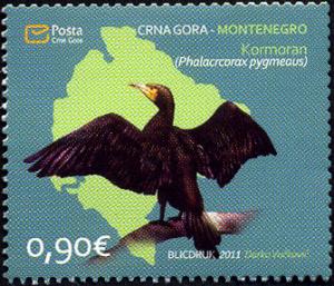 Colnect-1439-050-Pygmy-Cormorant-Phalacrocorax-pygmaeus-.jpg