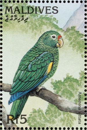 Colnect-1631-951-Puerto-Rican-Amazon-Amazona-vittata.jpg