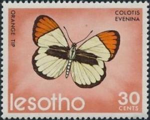 Colnect-1730-039-Common-Orange-Tip-Colotis-evenina.jpg