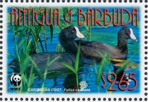 Colnect-1767-810-Caribbean-Coot-Fulica-caribaea.jpg