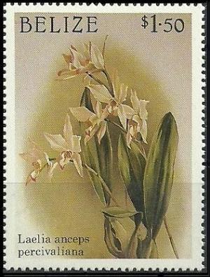 Colnect-1790-246-Laelia-anceps-subsp-anceps-syn-Laelia-anceps-var-perciva.jpg