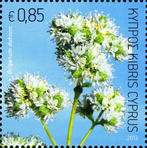 Colnect-1832-883-Origanum-dubium-oregano.jpg