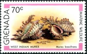 Colnect-2325-854-West-Indian-Murex-Murex-brevifrons.jpg