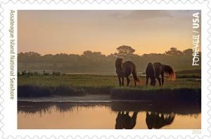 Colnect-3348-074-Assateague-Island-National-Seashore-Mustangs.jpg