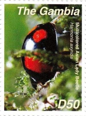 Colnect-3611-918-Multicolored-Asian-Lady-Beetle-Harmonia-axyridis.jpg