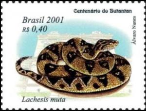 Colnect-4042-806-South-American-Bushmaster-Lachesis-muta.jpg