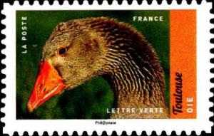 Colnect-4445-766-Goose-Anser-anser-domestica.jpg