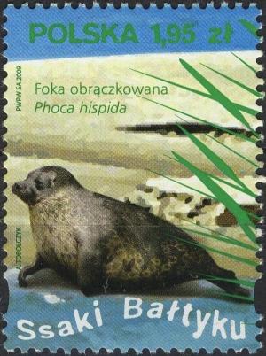 Colnect-4745-583-Caspian-Seal-Phoca-hispida.jpg