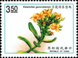 Colnect-4855-836-Kalanchoe-garambiensis.jpg