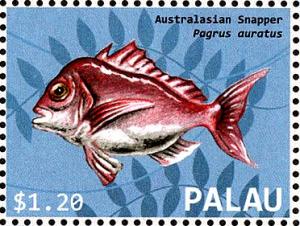 Colnect-4910-048-Australasian-Snapper-Pagrus-auratus.jpg