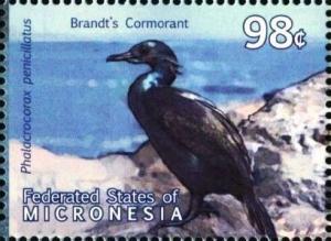 Colnect-5727-253-Brandt-s-Cormorant-Phalacrocorax-penicillatus.jpg