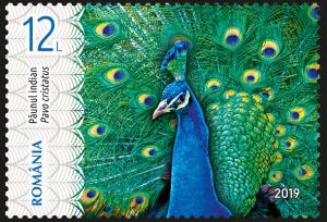 Colnect-5826-290-Male-Indian-Peafowl-Pavo-cristatus.jpg