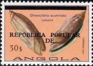 Colnect-583-966-Olivancilaria-acuminata.jpg