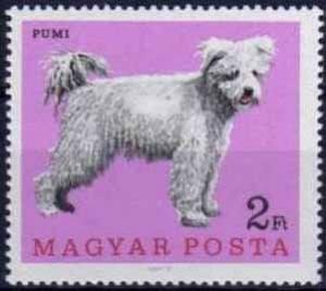 Colnect-590-931-Pumi-Canis-lupus-familiaris.jpg