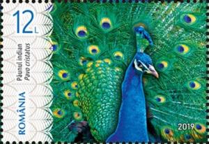 Colnect-6227-890-Male-Indian-Peafowl-Pavo-cristatus.jpg