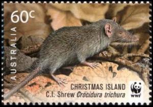 Colnect-6273-488-Christmas-Island-Shrew-Crocidura-trichura.jpg