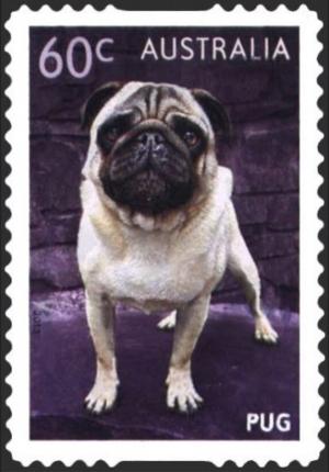 Colnect-6296-359-Pug-Canis-lupus-familiaris.jpg