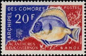 Colnect-787-731-Powder-Blue-Tang-Acantharus-leucosternon.jpg