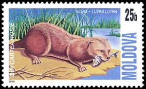 Colnect-797-870-Eurasian-Otter-Lutra-lutra.jpg