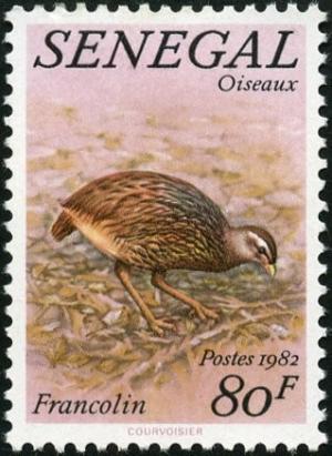 Colnect-897-909-Double-spurred-Francolin-Pternistis-bicalcaratus.jpg