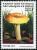 Colnect-1002-227-Amanita-bisporigera.jpg