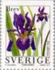 Colnect-164-903-Siberian-Iris-Iris-sibirica.jpg