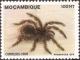 Colnect-1122-291-Tarantula-Paraphysa-sp.jpg