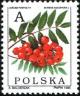 Colnect-1985-907-Rowan-Sorbus-aucuparia.jpg