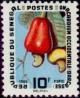 Colnect-1990-850-Cashew-Anacardium-occidentale.jpg