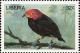 Colnect-3811-679-Red-capped-Manakin-Ceratopipra-mentalis.jpg