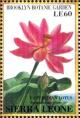 Colnect-4207-976-East-Indian-Lotus-Nelumbo-nucifera.jpg