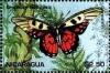 Colnect-3478-107-Graphium-ridleyanus.jpg