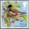 Colnect-4271-522-Blackcap-Sylvia-atricapilla.jpg