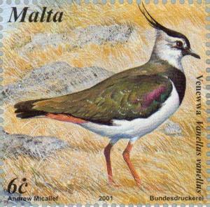 Colnect-131-479-Northern-Lapwing%C2%A0Vanellus-vanellus.jpg