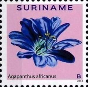 Colnect-4090-016-Agapanthus-africanus.jpg