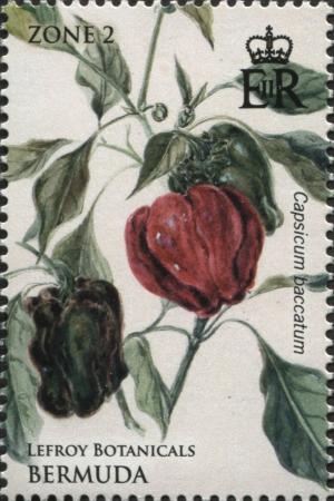 Colnect-4279-122-Capsicum-baccatum.jpg