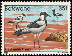 Colnect-597-749-Blacksmith-Lapwing-Hoplopterus-armatus-.jpg