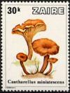 Colnect-1112-303-Cantharellus-miniatescens.jpg