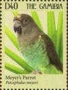 Colnect-1290-075-Meyer-s-Parrot-Poicephalus-meyeri.jpg