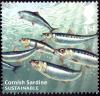 Colnect-2353-122-Cornish-Sardine-Sardina-pilchardus.jpg