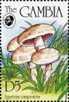 Colnect-3063-694-Agaricus-campestris.jpg