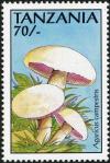 Colnect-3229-084-Agaricus-campestris.jpg